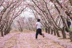 桃花盛開(kāi)